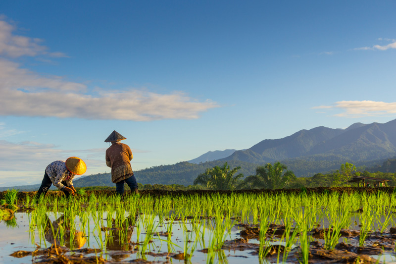 beautiful morning paddy fields